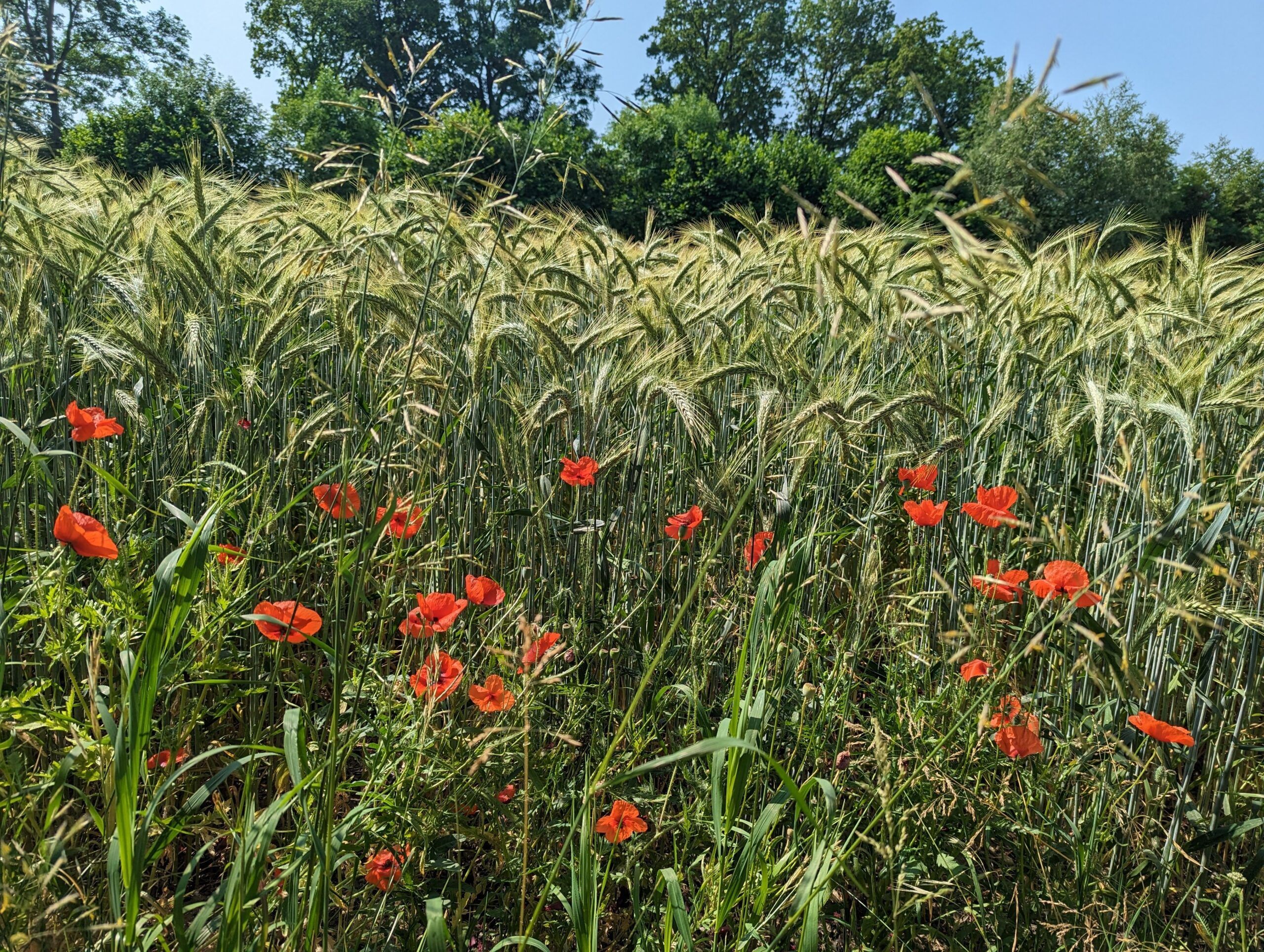 Stress, Sommer, Sorgen, Schlafmangel, Schwimmfreuden, Sensorausfälle